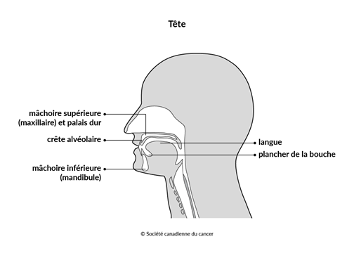 Schéma de la tête et du cou