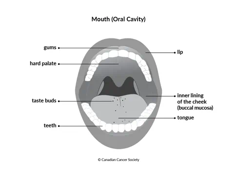 Diagram of the mouth