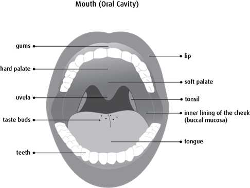 Diagram of the mouth