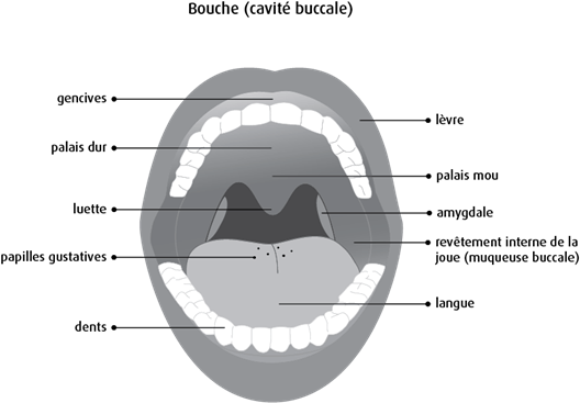 Schéma de la bouche (cavité buccale)