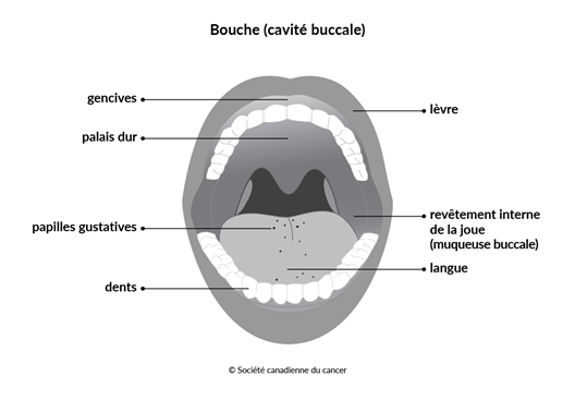 Schéma de la bouche (cavité buccale)