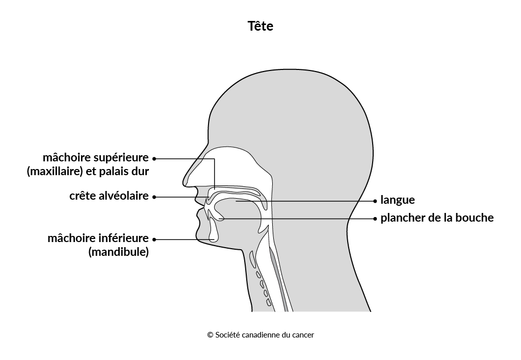 Schéma de la tête et du cou 