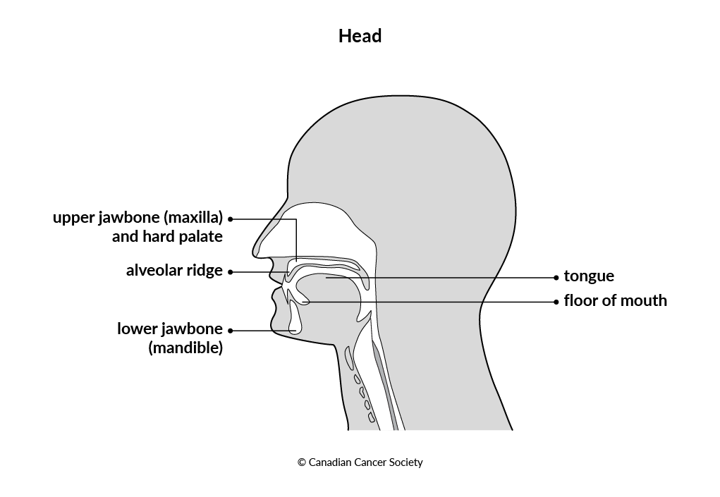 Diagram of the head and neck