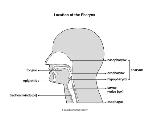 Location of the Pharynx