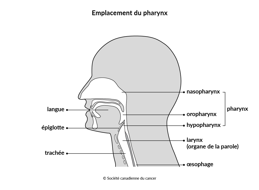 Emplacement du pharynx