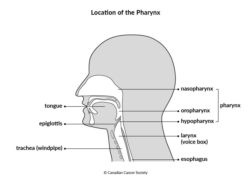 Diagram of the location of the pharynx