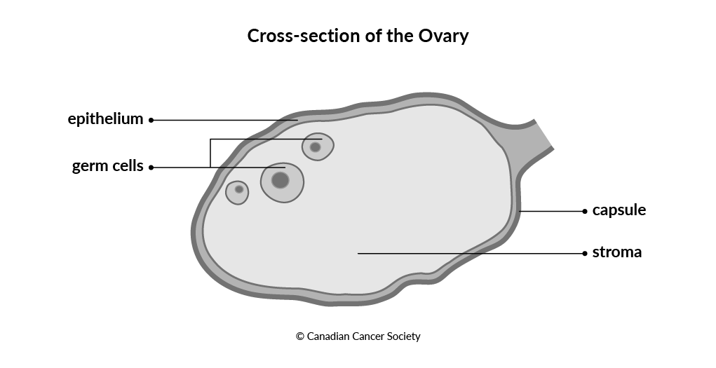 Diagram of the cross-section of the ovary