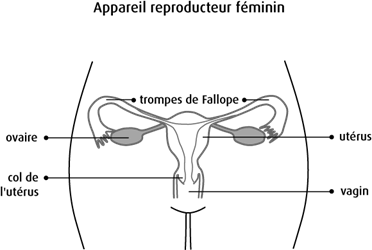 Schéma de l’appareil reproducteur féminin