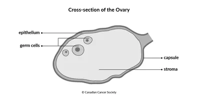 Diagram of the cross-section of the ovary