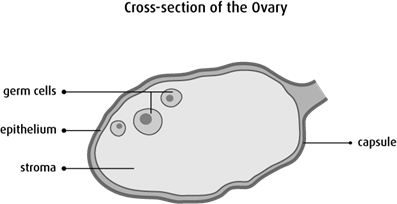 Diagram of the cross-section of the ovary