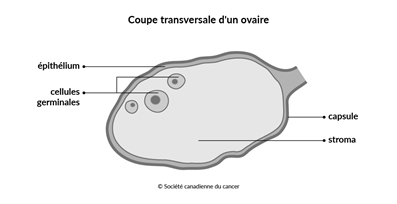 Schéma de la coupe transversale d’un ovaire