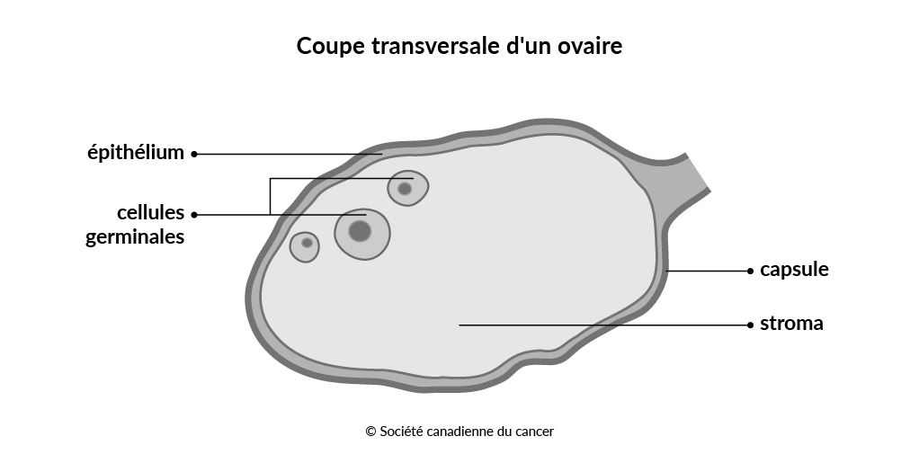 Schéma de la coupe transversale d’un ovaire