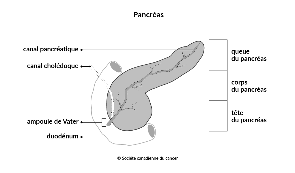  Schéma du pancréas 
