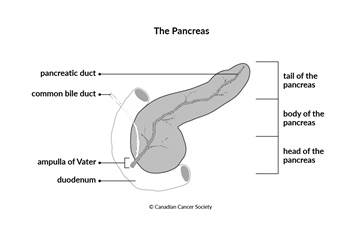 Diagram of the pancreas