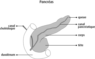 Schéma du pancréas