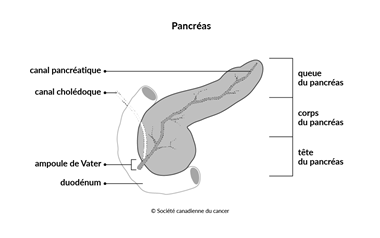Qu Est Ce Que Le Cancer Du Pancreas Societe Canadienne Du Cancer Qu Est Ce Que Le Cancer Du Pancreas Societe Canadienne Du Cancer