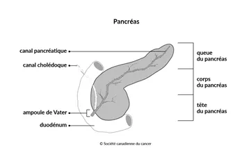 Schéma du pancréas