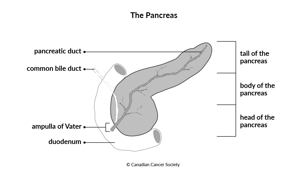 Diagram of the pancreas