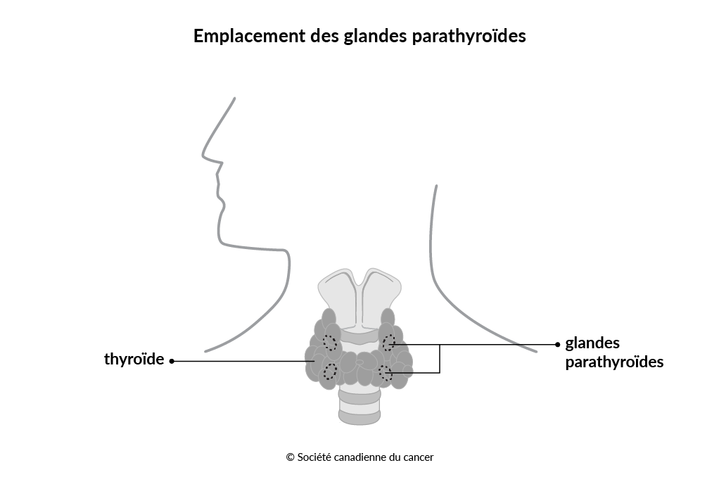  Schéma de l’emplacement des glandes parathyroïdes
