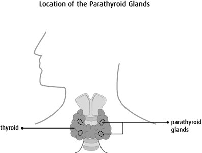 Diagram of the location of the parathyroid glands