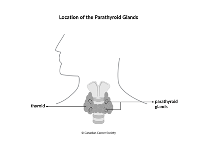 Diagram of the location of the parathyroid glands