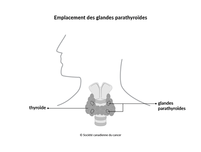 Schéma de l'emplacement des glandes parathyroïdes