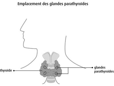 Schéma de l'emplacement des glandes parathyroïdes