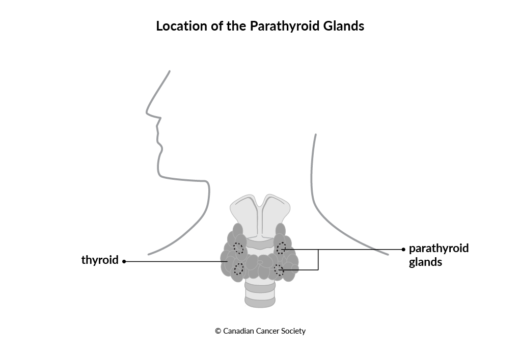 Diagram of the location of the parathyroid glands