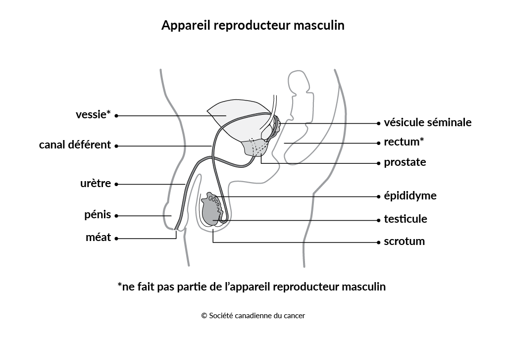 Schéma de l’appareil reproducteur masculin