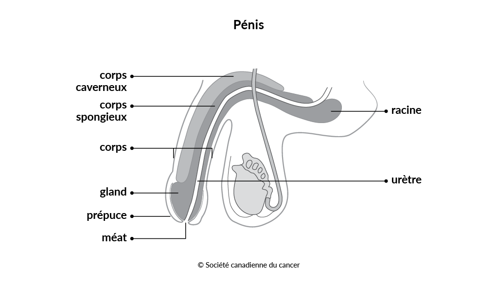 Schéma du pénis