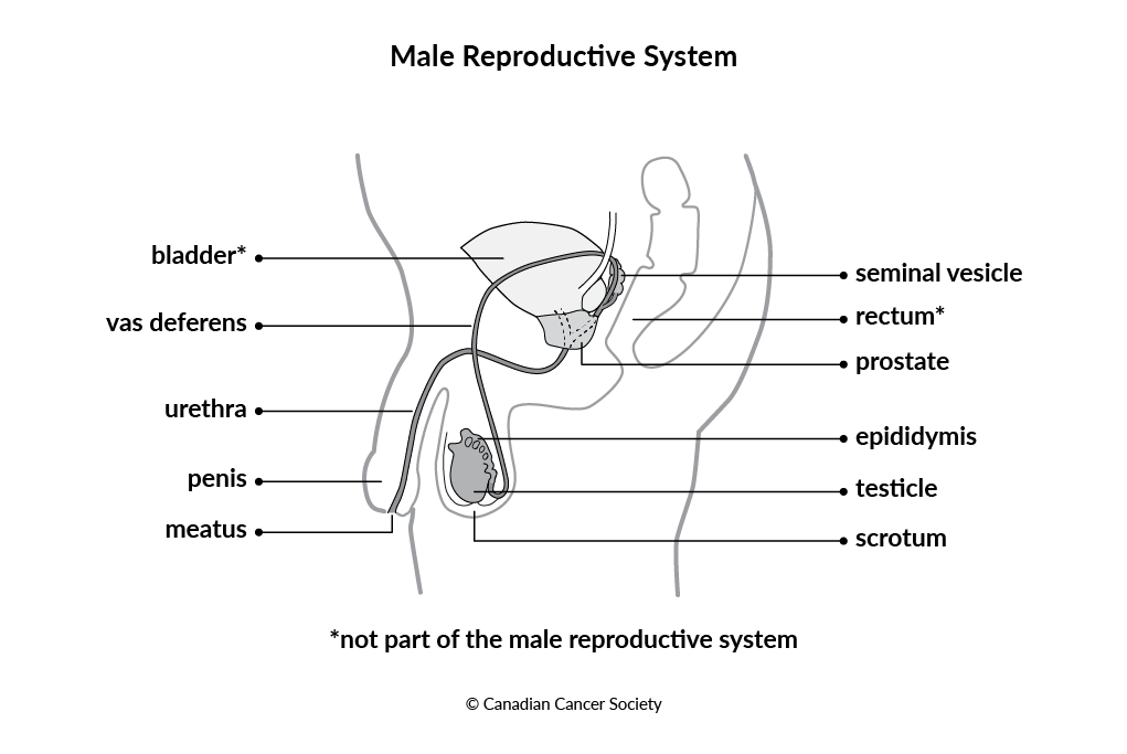 Diagram of the male reproductive system