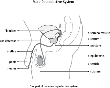 Diagram of the male reproductive system