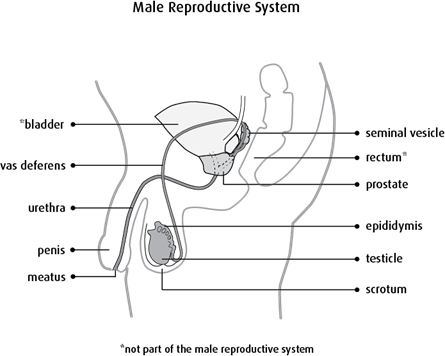 Diagram of the male reproductive system