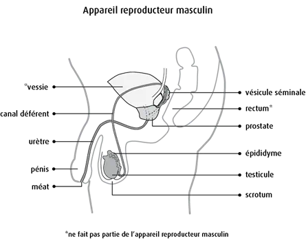 Schéma de l'appareil reproducteur masculin