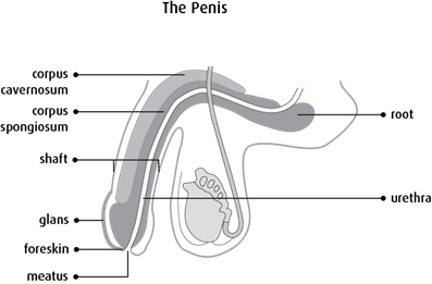 Diagram of the penis