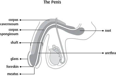 Diagram of the penis