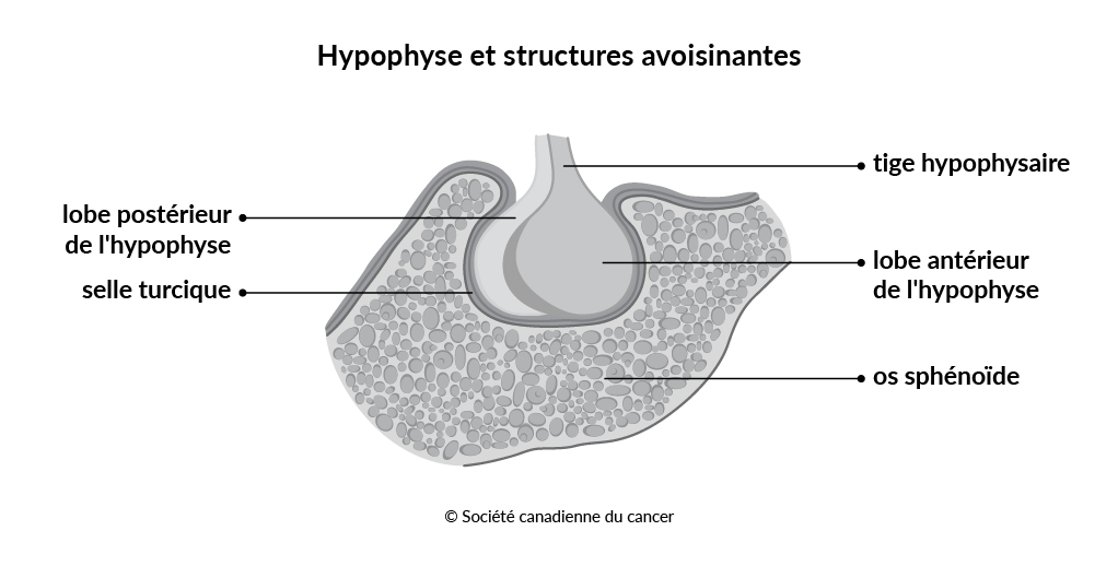 Diagramme de l’hypophyse et des structures voisines