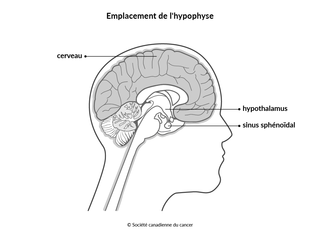 Diagramme de l’emplacement de l’hypophyse