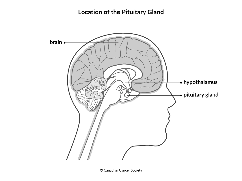 Diagram of location of the pituitary gland