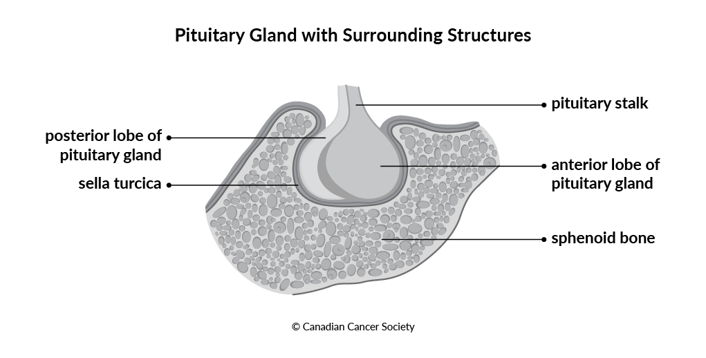 Diagram of pituitary gland with surrounding structures