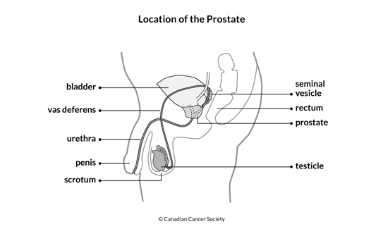 Figure of the location of the prostate