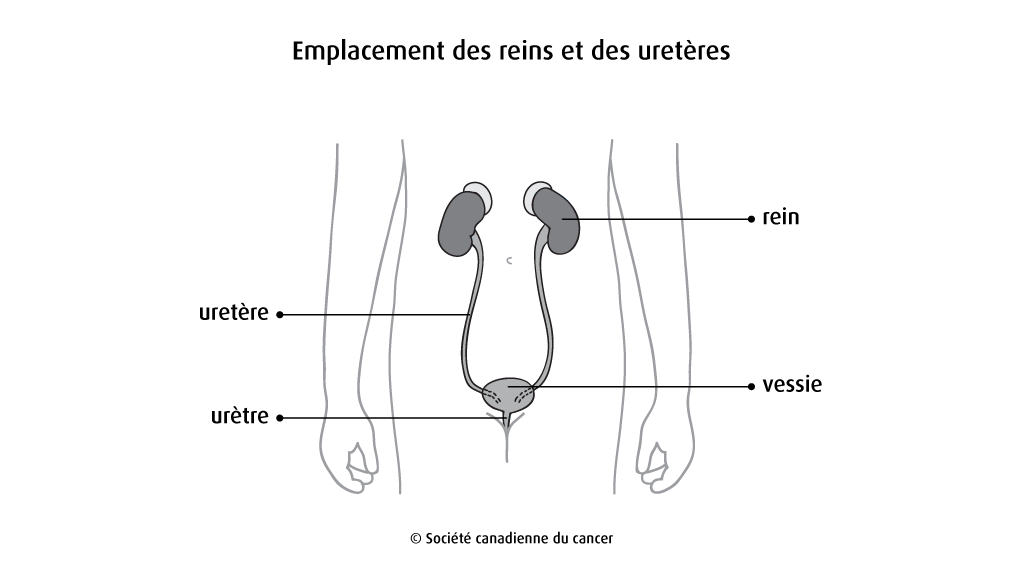  Schéma de l'emplacement des reins et des uretères 