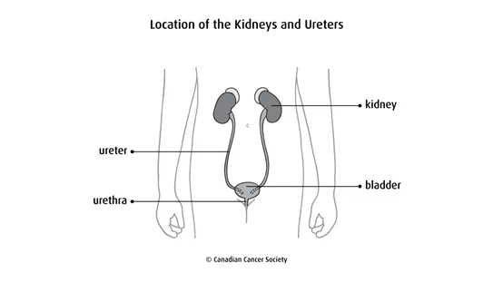 Diagram of the location of the kidneys and ureters