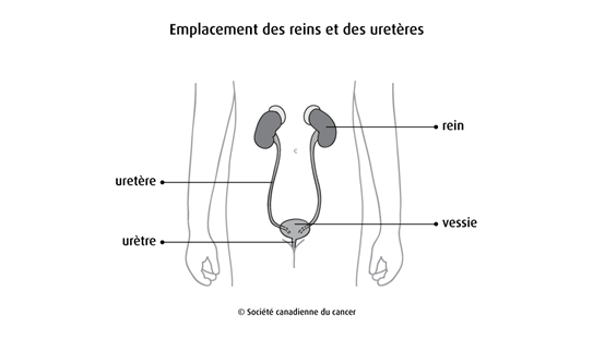 Schéma de l'emplacement des reins et des uretères