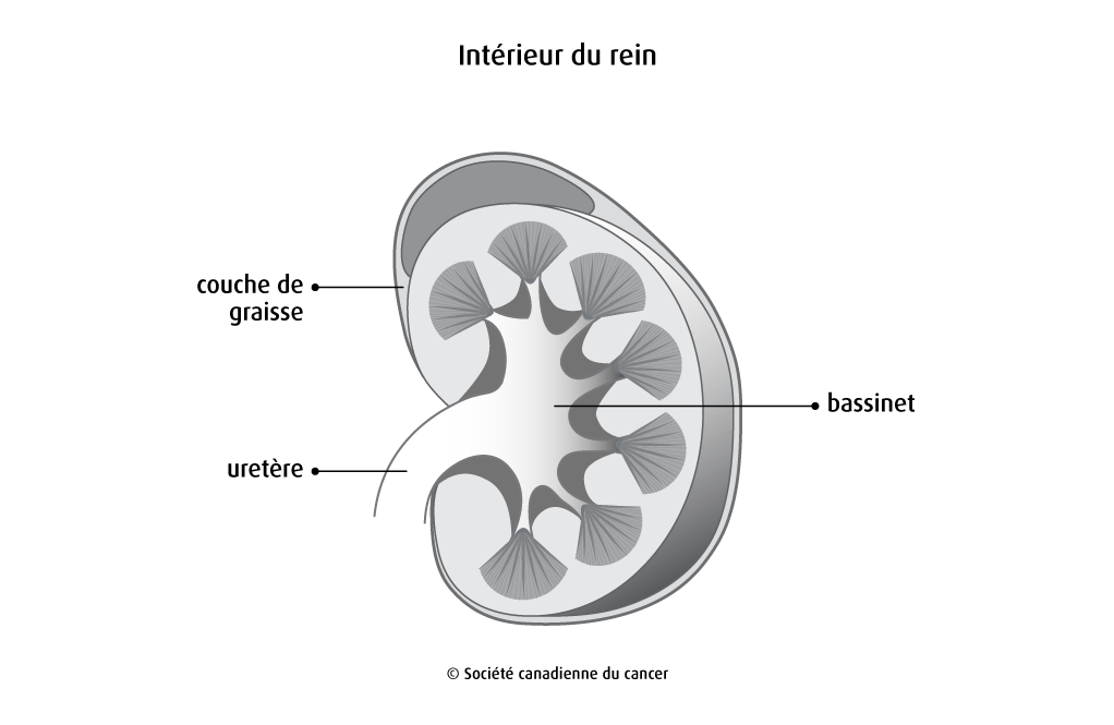  Schéma de l'intérieur du rein 