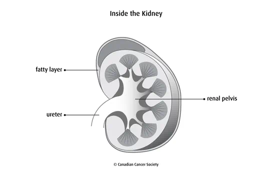 Diagram of inside the kidney