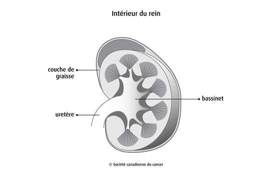 Schéma de l'intérieur du rein