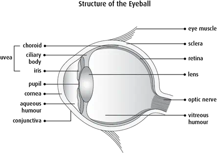 Diagram of the structure of the eyeball