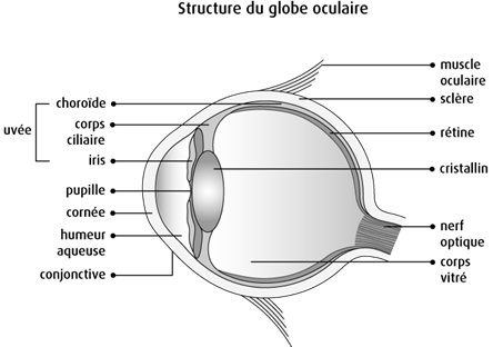 Schéma de la structure du globe oculaire