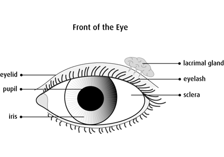 Graphic of the structure of the eyeball